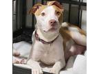 Adopt Little Miss Sunshine a Tan/Yellow/Fawn American Pit Bull Terrier / Mixed