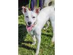 Adopt Kismet a White Mixed Breed (Medium) / Mixed dog in Chamblee, GA (38987385)