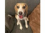 Adopt Deb a Beagle