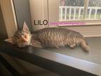 Adopt LILO a Tiger Striped Domestic Shorthair (short coat) cat in KUNKLETOWN