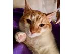 Adopt FLOUNDER a Orange or Red Domestic Shorthair (short coat) cat in