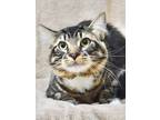 Adopt Handsome a Brown Tabby Domestic Mediumhair (medium coat) cat in Dublin