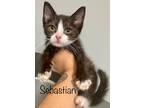 Adopt SEBASTIAN a Black & White or Tuxedo Domestic Shorthair (short coat) cat in