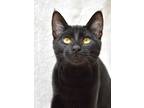 Adopt Angler a All Black Domestic Shorthair (short coat) cat in Dublin