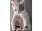 Adopt SESAME a Calico or Dilute Calico Domestic Shorthair (short coat) cat in