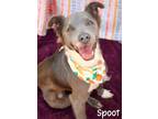 Adopt Spoot a Australian Shepherd / American Pit Bull Terrier / Mixed dog in