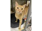 Adopt Hernando a Orange or Red Domestic Shorthair / Mixed (short coat) cat in