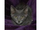 Adopt Hassan a Gray or Blue Domestic Shorthair / Mixed (short coat) cat in
