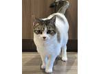 Adopt Koshka a White (Mostly) British Shorthair / Mixed (short coat) cat in