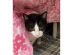 Adopt Cowboy a Black & White or Tuxedo Domestic Shorthair / Mixed (short coat)