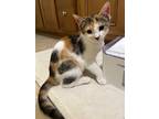 Adopt Cara (& Clipper) bonded a Calico or Dilute Calico Domestic Shorthair /