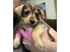Stella Puppy Female