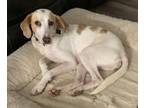 Adopt Carley a White - with Tan, Yellow or Fawn Foxhound / Hound (Unknown Type)