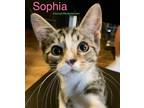 Adopt SOPHIA a Tiger Striped Domestic Shorthair (short coat) cat in KUNKLETOWN