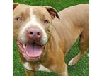 Adopt Petra a Tan/Yellow/Fawn American Pit Bull Terrier / Mixed dog in