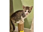 Adopt Marlowe a Tabby, Domestic Short Hair