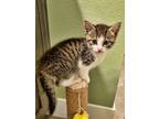 Adopt Marlowe (McDonald 8 Kitten) a Tabby, Domestic Short Hair