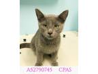 Adopt Marie a Gray or Blue Domestic Shorthair / Domestic Shorthair / Mixed cat