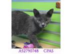 Adopt Toulouse a Gray or Blue Domestic Shorthair / Domestic Shorthair / Mixed