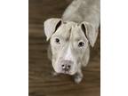 Adopt Sundance - IN FOSTER a Brown/Chocolate Mixed Breed (Medium) / Mixed dog in