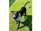 Adopt Neeno a Black American Pit Bull Terrier / Mixed dog in Gainesville