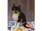 Adopt Elmore a All Black Domestic Shorthair / Domestic Shorthair / Mixed cat in
