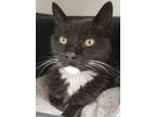 Adopt Mickey Mouse a All Black Domestic Shorthair / Domestic Shorthair / Mixed