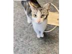 Adopt Nugget a Gray, Blue or Silver Tabby Domestic Shorthair (short coat) cat in
