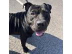 Adopt Blinky a Black Mixed Breed (Medium) / Mixed dog in Philadelphia