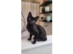 Adopt Logan adoption pending a Black (Mostly) Domestic Shorthair (short coat)