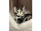 Adopt Twiggy a Tortoiseshell Domestic Longhair (long coat) cat in Quincy