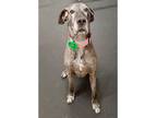 Adopt Blue (23-026) a Great Dane / Mixed dog in Inver Grove Heights