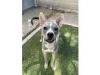 Adopt TITUS a Gray/Blue/Silver/Salt & Pepper Terrier (Unknown Type