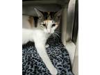 Adopt Eclair a White Domestic Shorthair / Domestic Shorthair / Mixed cat in