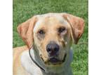 Adopt Kimber a Tan/Yellow/Fawn - with White Labrador Retriever / Mixed dog in