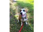 Adopt Carmen a Brown/Chocolate Hound (Unknown Type) / Mixed dog in Fernandina