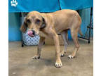 Adopt Sable a Tan/Yellow/Fawn Hound (Unknown Type) / Mixed dog in Fernandina
