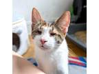 Adopt Red Sonja a Domestic Short Hair