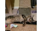 Adopt Yowza a Brown Tabby Domestic Shorthair / Mixed (short coat) cat in