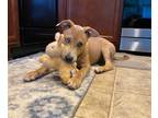 Adopt RAPTOR a Tan/Yellow/Fawn Husky / Mixed dog in Athens, AL (39001832)