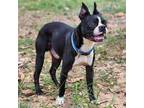 Adopt JJ a Black - with White Boston Terrier / Mixed dog in Grand Bay