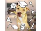 Adopt Mr. Doozer a Tan/Yellow/Fawn American Staffordshire Terrier / Labrador