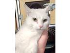 Adopt Snowflake a White Domestic Shorthair / Mixed (short coat) cat in