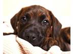 Adopt Officer Flora a Brown/Chocolate Doberman Pinscher / German Shepherd Dog /