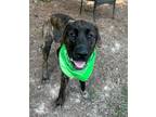 Adopt Capone a Brindle Mastiff / American Pit Bull Terrier / Mixed dog in