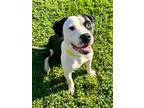 Adopt Snoopy a Black American Pit Bull Terrier / Mixed dog in Gainesville