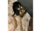 Adopt Remi a Black Australian Cattle Dog / Hound (Unknown Type) / Mixed dog in