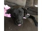 Adopt Bella Grace a Black Labrador Retriever / Mixed dog in Columbia