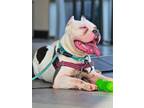 Adopt Balto a American Pit Bull Terrier / Mixed dog in Roanoke, VA (39045971)