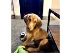 Adopt Elly a Labrador Retriever / Hound (Unknown Type) dog in Columbus